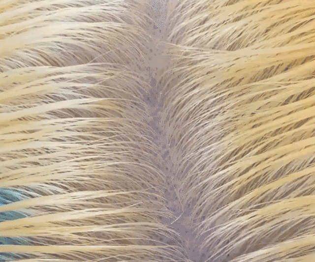 null image